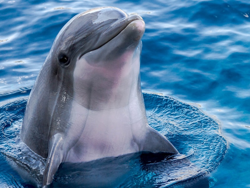 Dolphin Watch Cruise